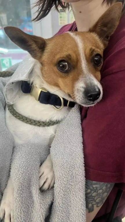 Cachorro abandonado com bilhete em sua coleira