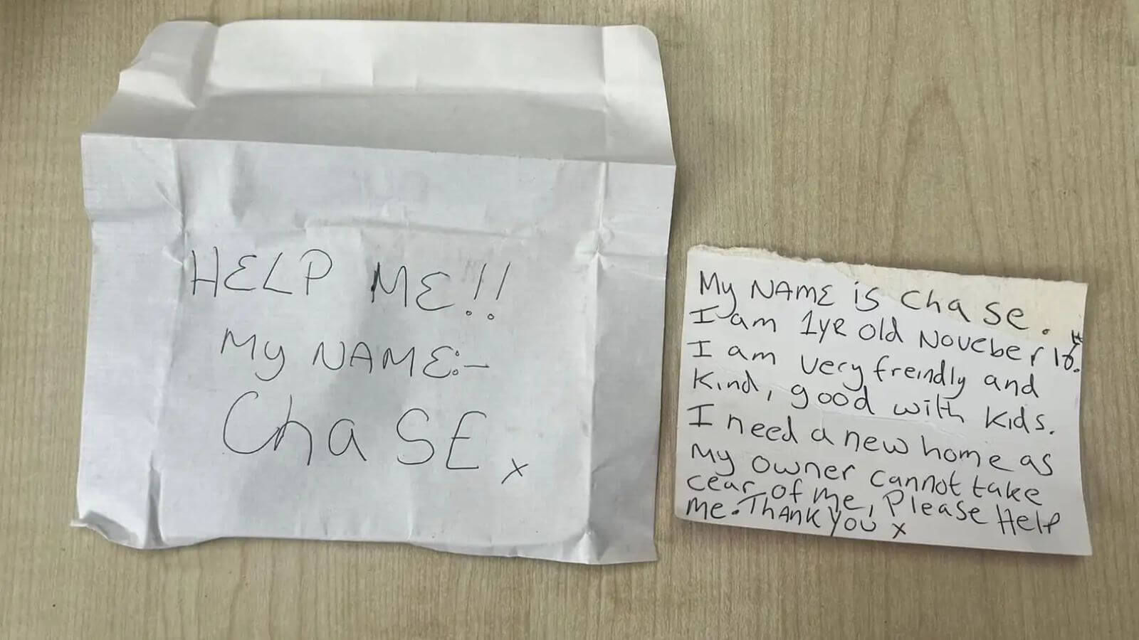 Cachorro abandonado com bilhete em sua coleira