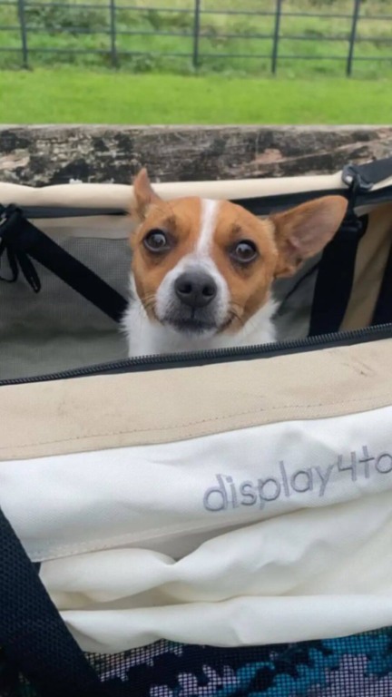 Cachorro abandonado com bilhete em sua coleira