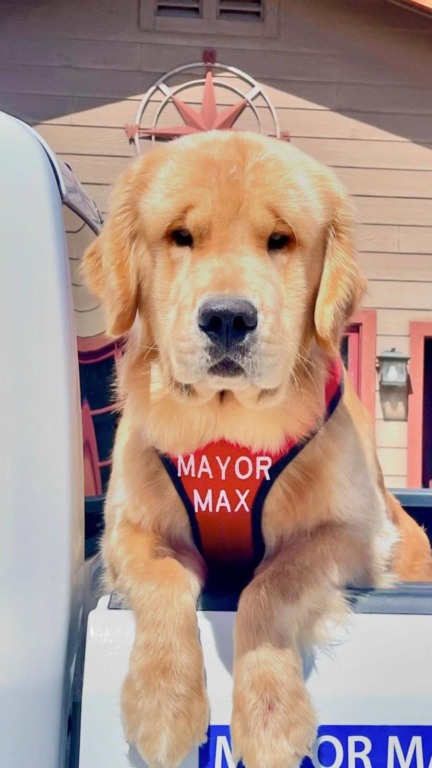 Cachorro golden retriever é prefeito de cidade