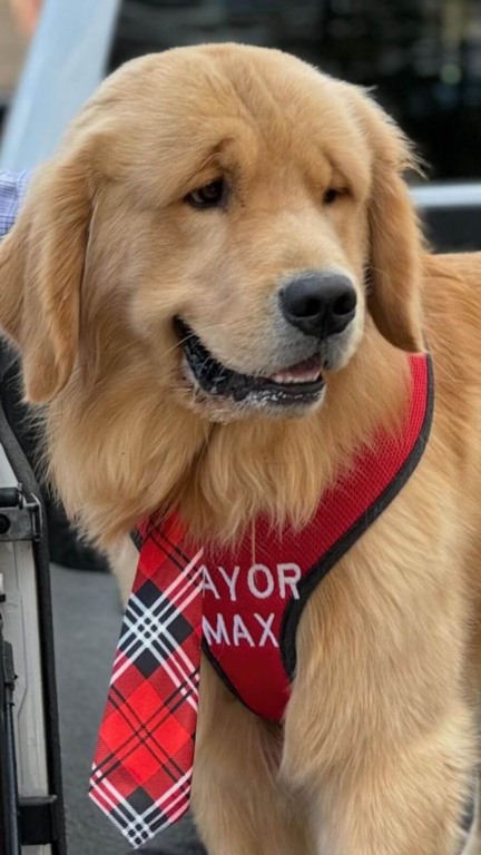 Cachorro golden retriever é prefeito de cidade