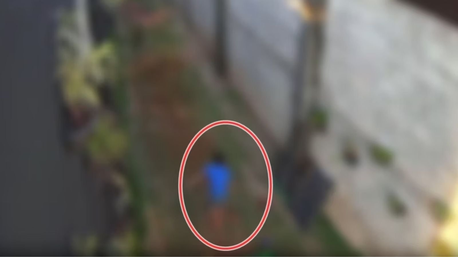 Criança que matou 23 animais no Paraná