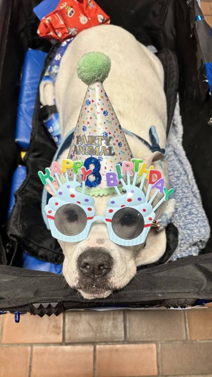 Crianças fazem surpresa de aniversário para o cão terapeuta surdo