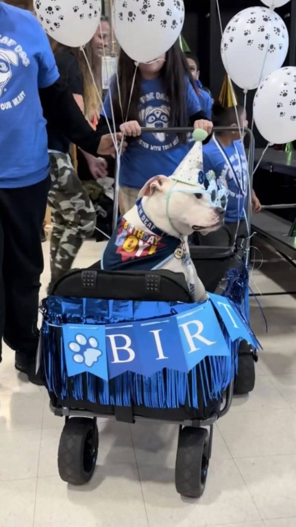 Crianças fazem surpresa de aniversário para o cão terapeuta surdo