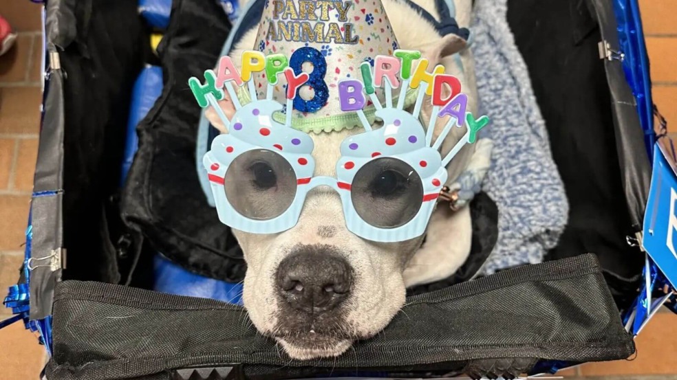 Crianças fazem surpresa de aniversário para o cão terapeuta surdo