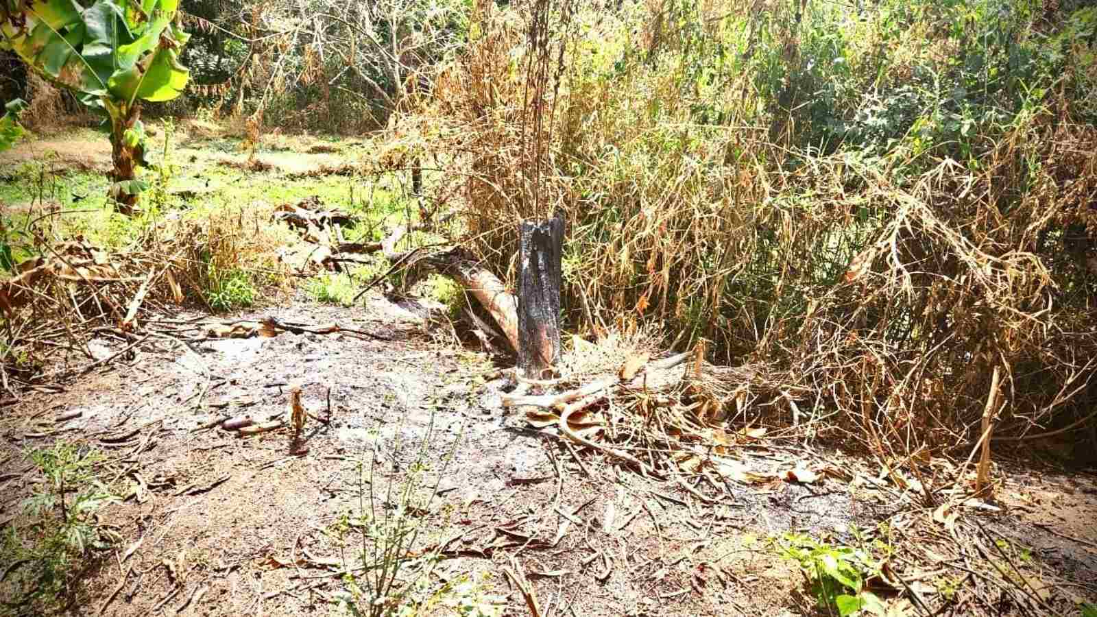 Árvore cortada em Campo Limpo Paulista