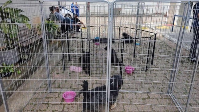 Adoção na Kongsberg Automotive