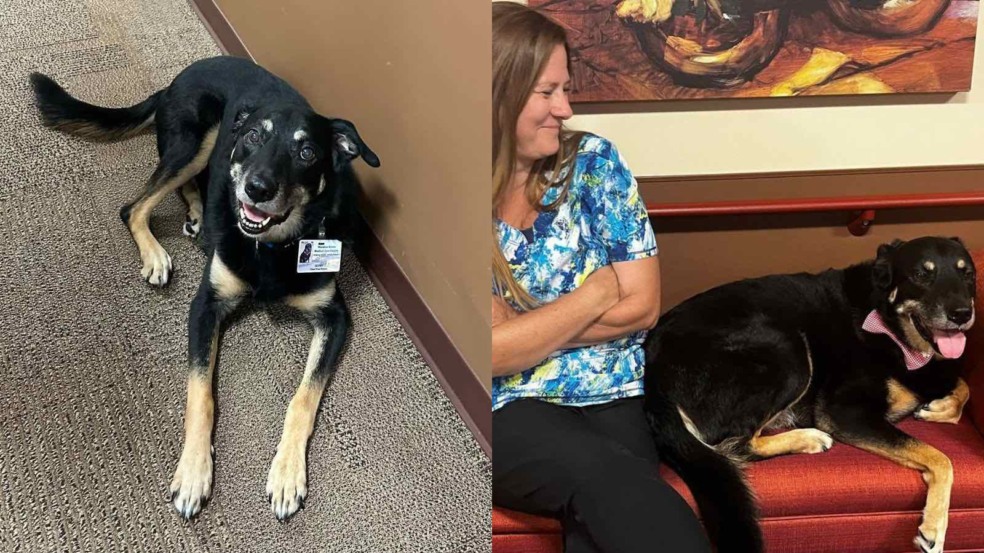 Foto: Reprodução/Instagram/ @scout_mbmcf/The Dodo