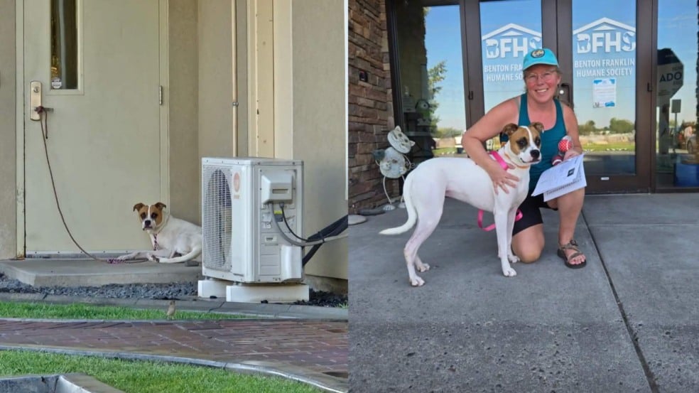 Foto: Reprodução/Benton-Franklin Humane Society/The Dodo