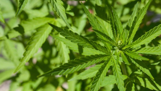 Muda de cannabis medicinal