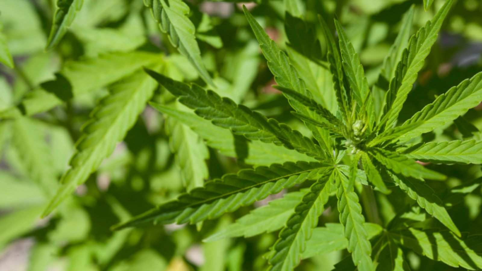 Muda de cannabis medicinal