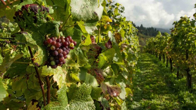 Agricultores do plantio de uva poderão participar da Expo Uva de Itupeva.