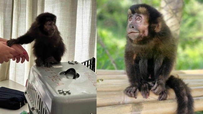 Macaco-prego durante resgate em escola.