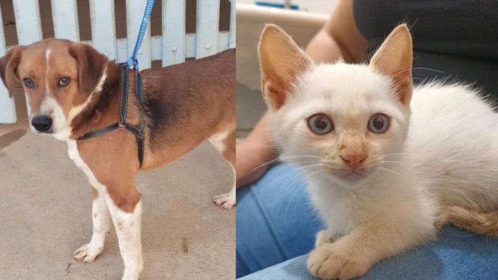 Animais que estarão disponíveis na feira de adoção do Maxi Shopping Jundiaí.