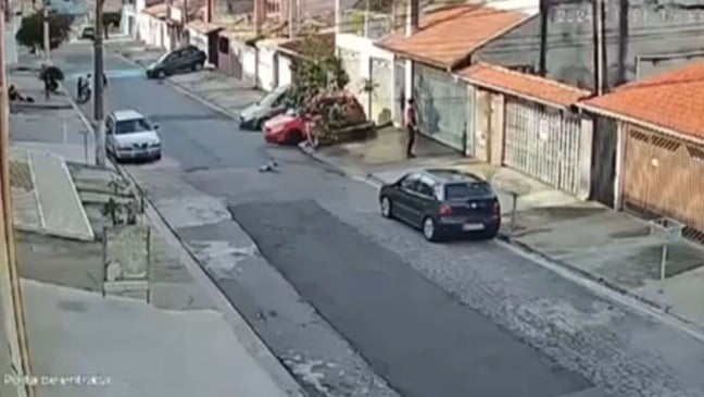 Cachorro antes do atropelamento.