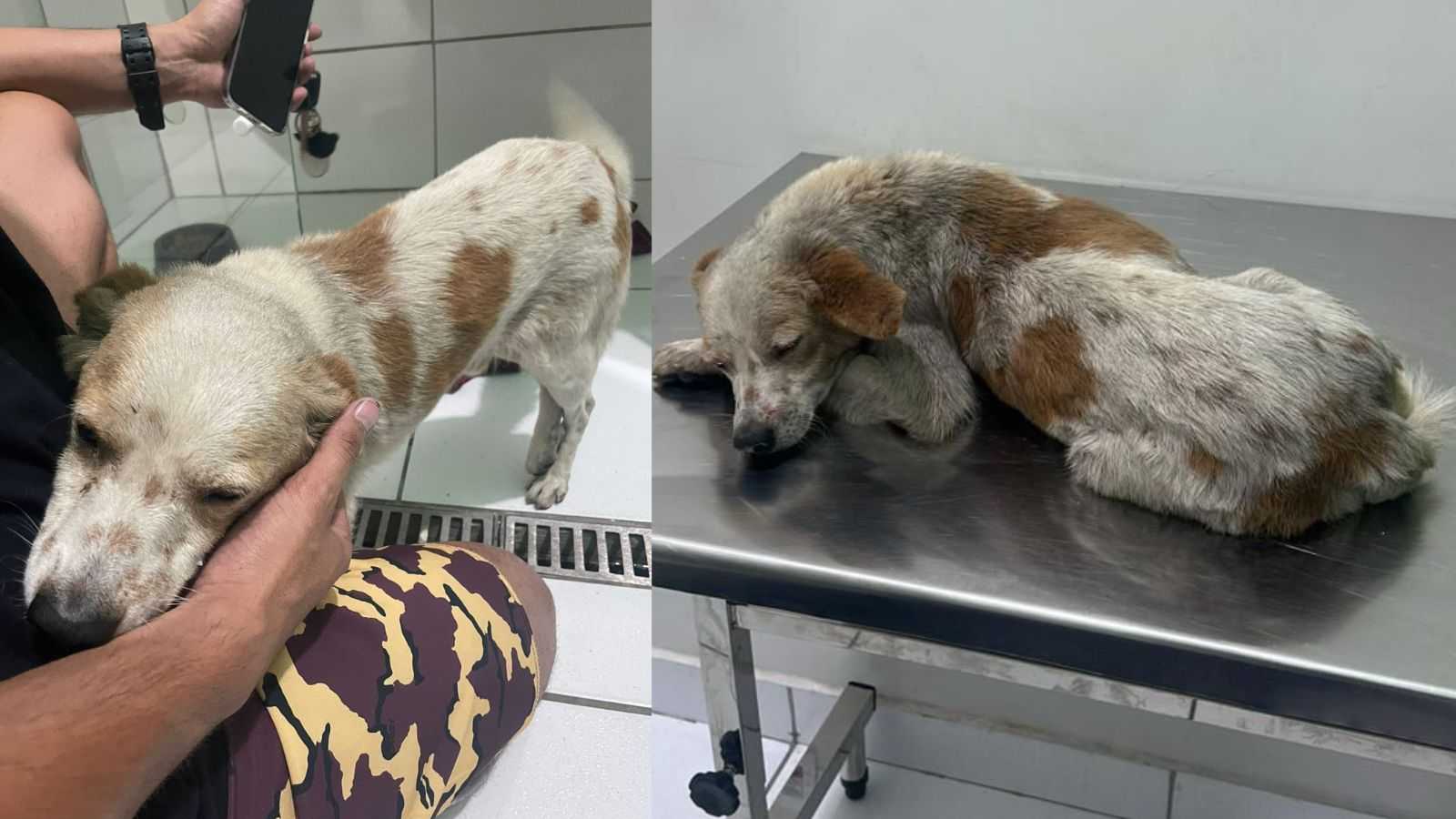 Cachorro atropelado em Várzea Paulista.