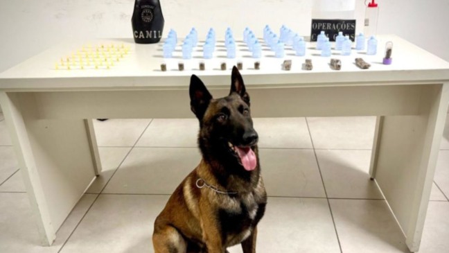 Cão do Canil da GMJ.