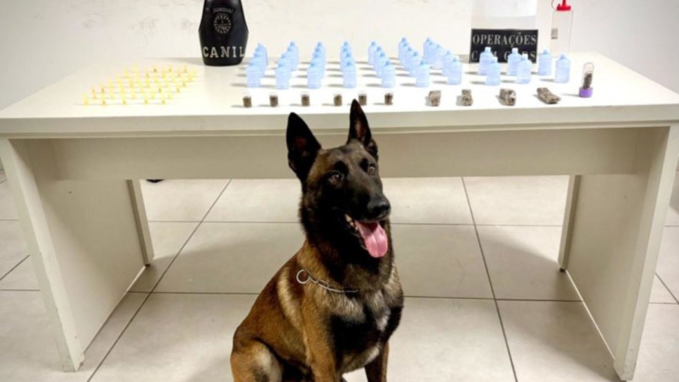 Cão do Canil da GMJ.