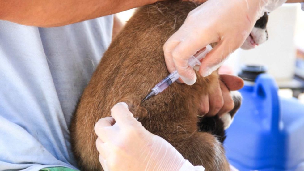 Vacinação em gatos. Vacinação em gatos.