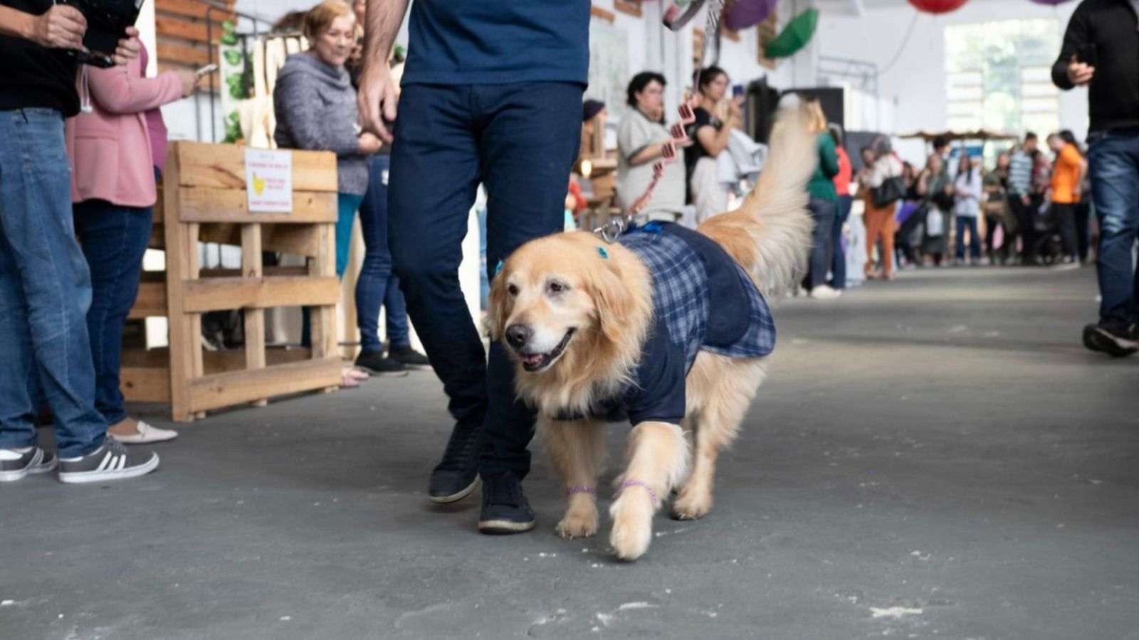 Cachorro passeando no Festival da Economia Criativa.