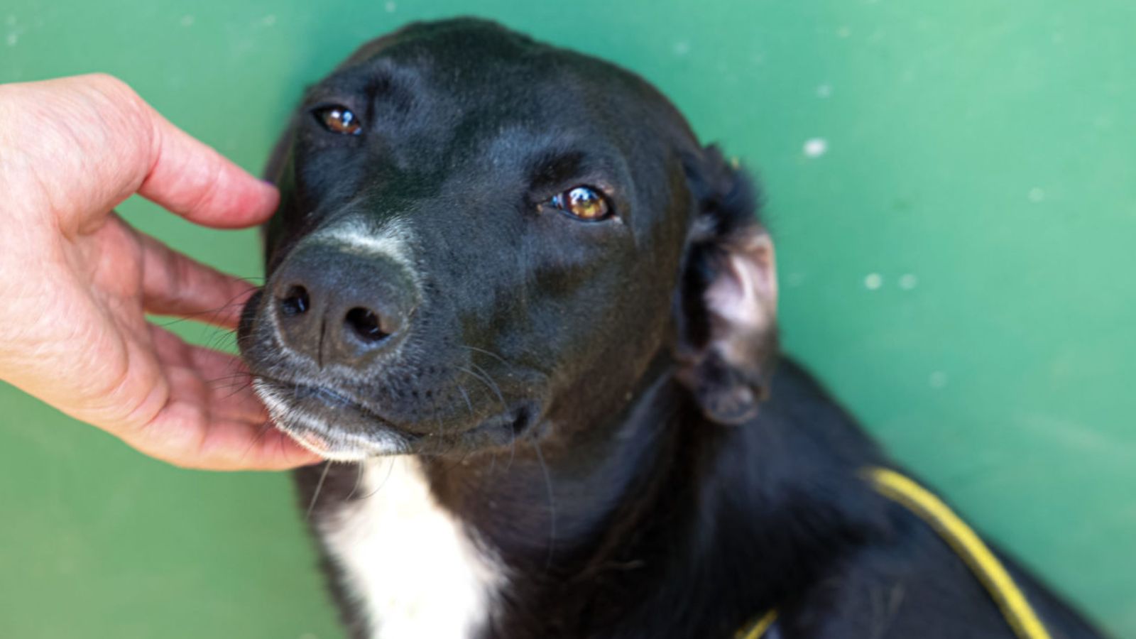 Cão que ilustra a campanha dezembro verde do Debea.