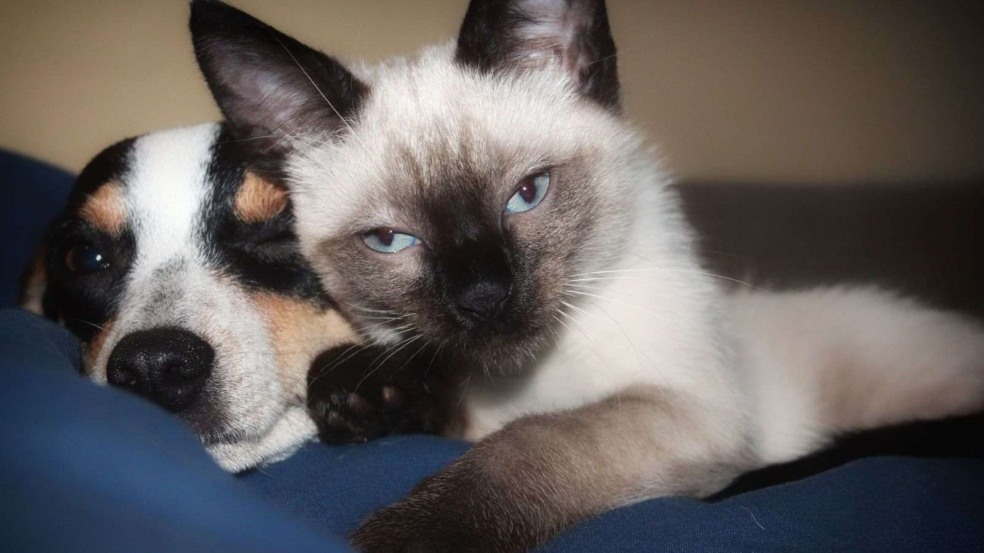 Cachorro deitado em um sofá com um gato, ilustrando o cansaço provocado por hipertermia. Cachorro deitado em um sofá com um gato, ilustrando o cansaço provocado por hipertermia.