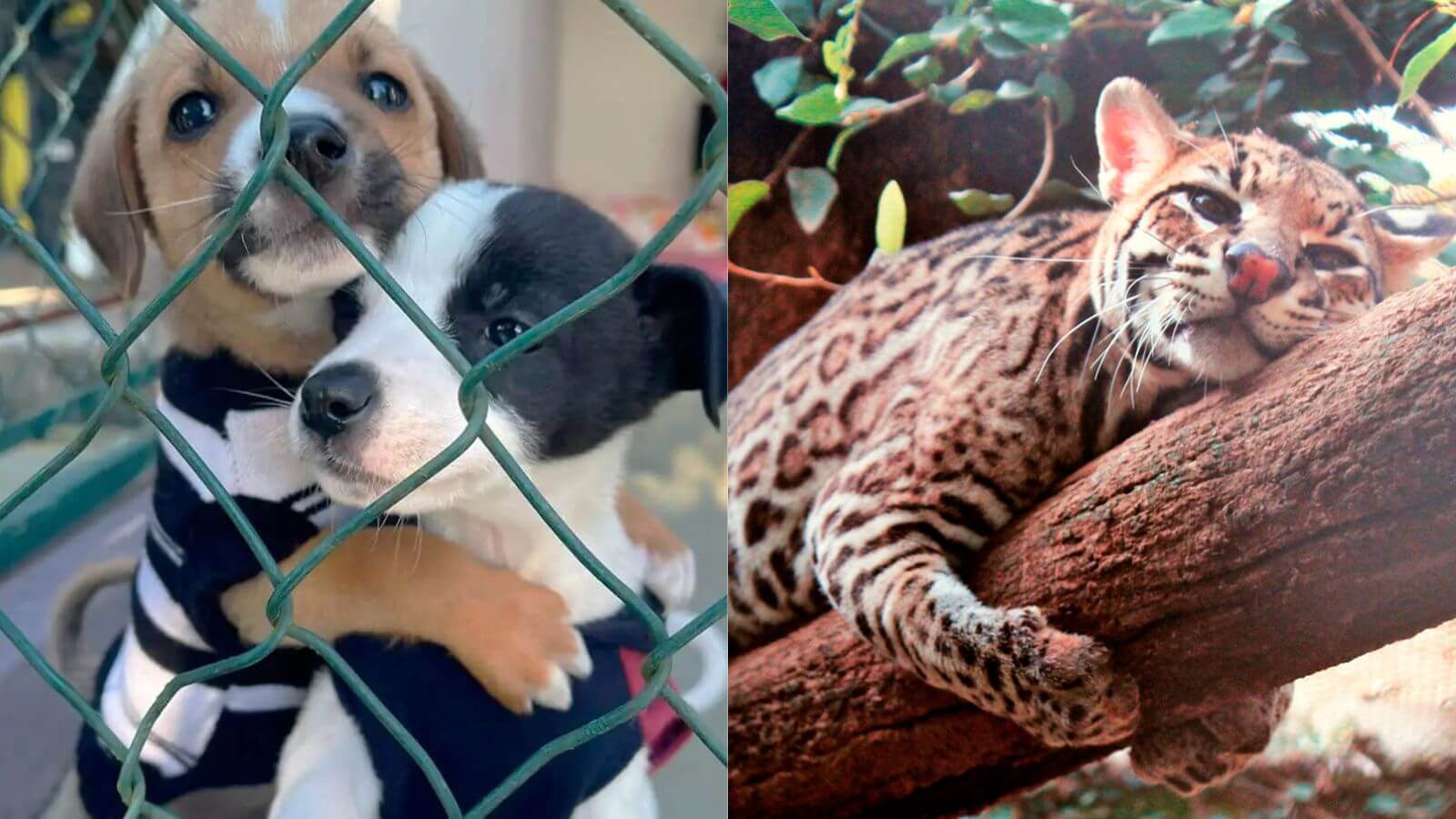 Dia de Doar como contribuir com ONGs que ajudam animais em Jundiaí