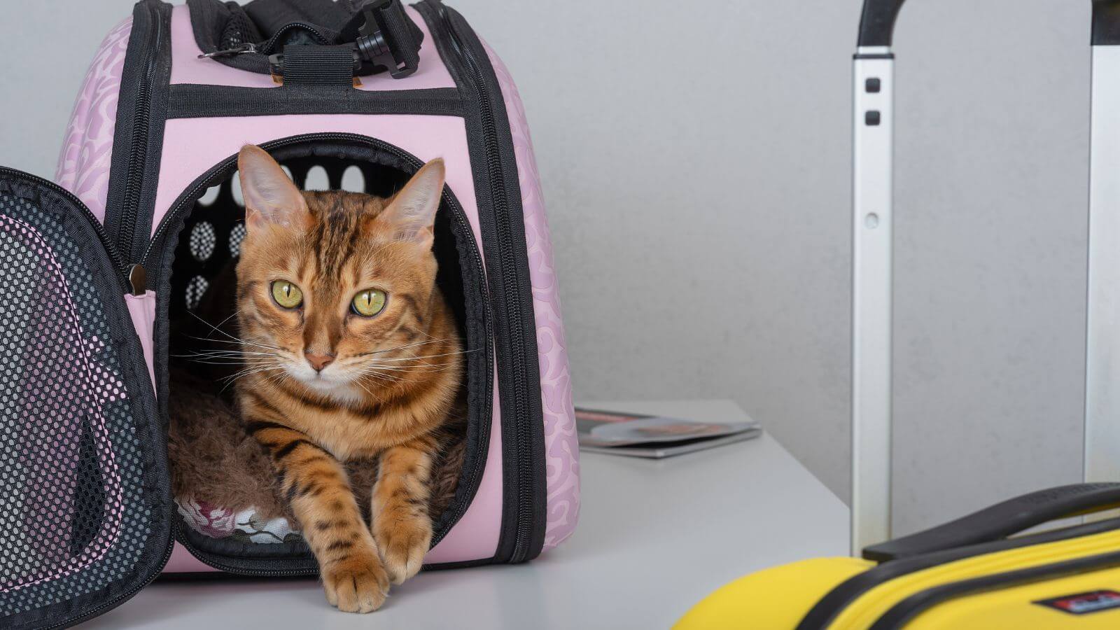 Gato em caixa de transporte