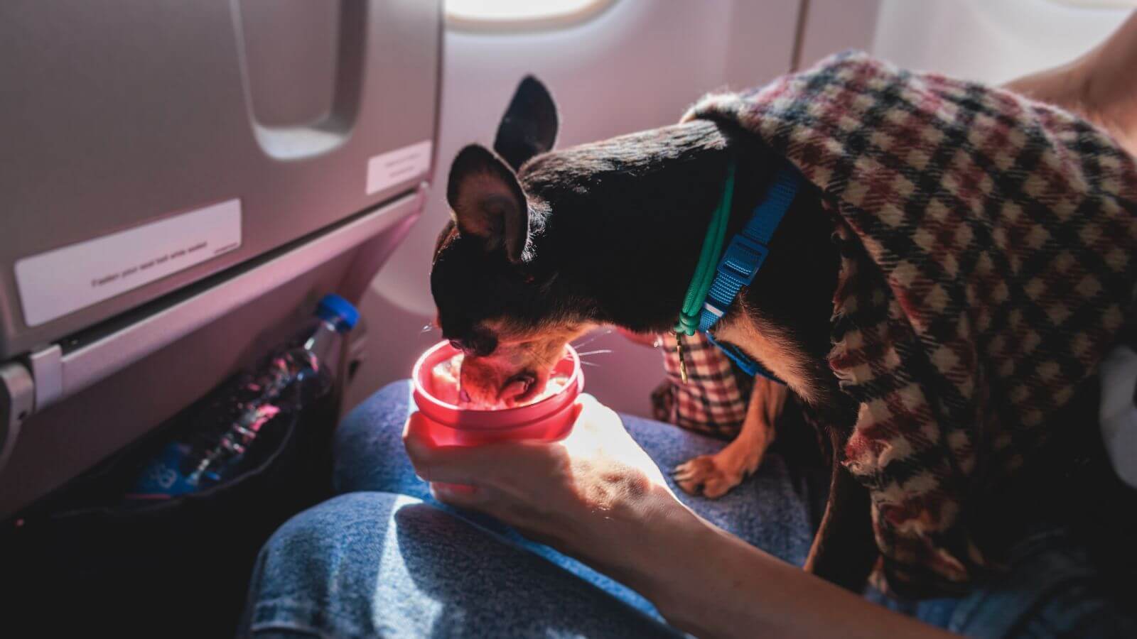 Cachorro em avião