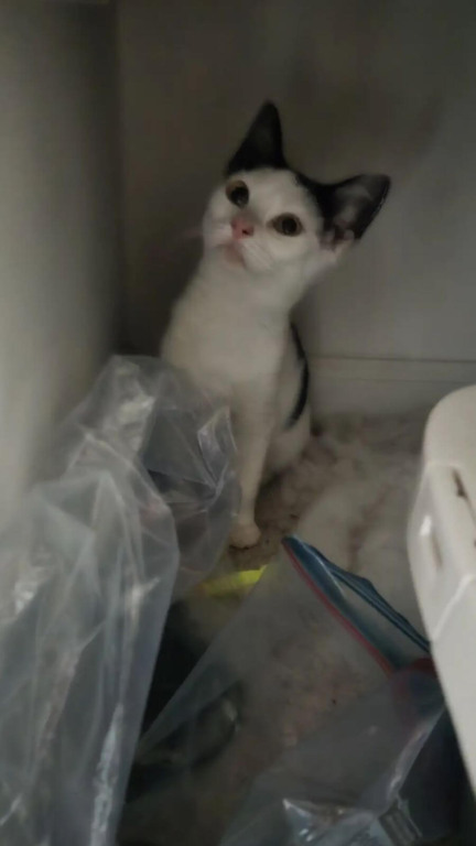 gato preso em motor de carro mobiliza vizinhança