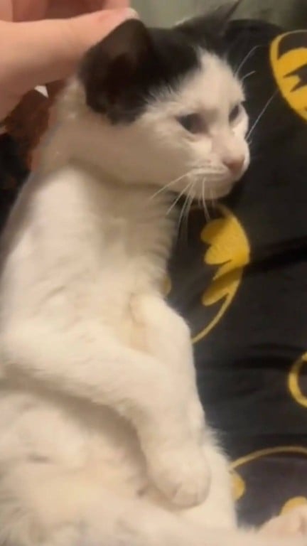 gato preso em motor de carro mobiliza vizinhança