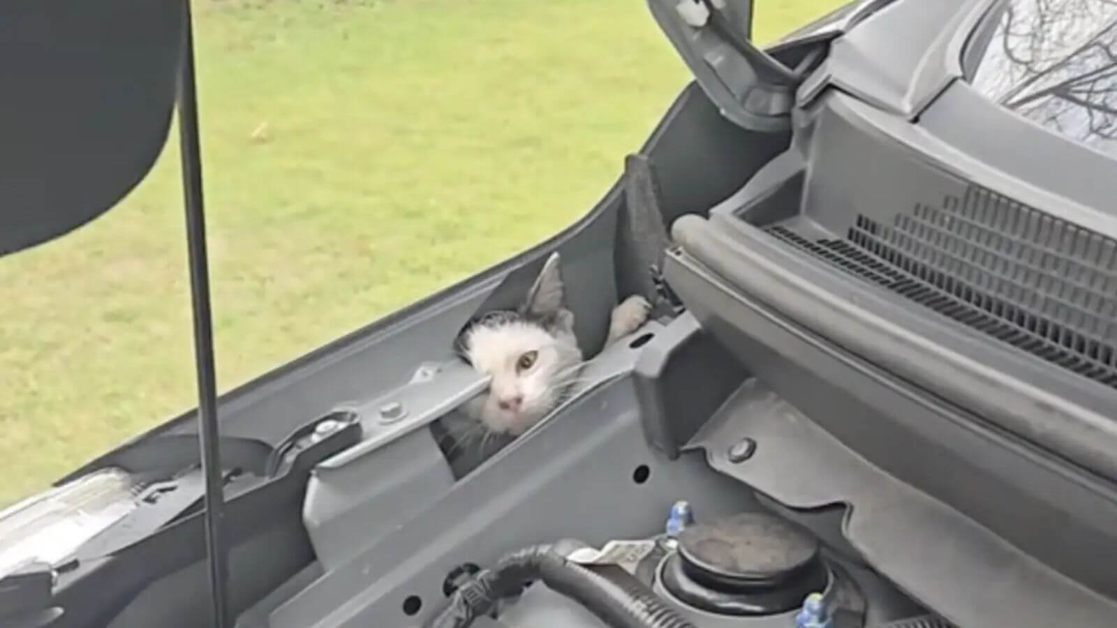 gato preso em motor de carro mobiliza vizinhança