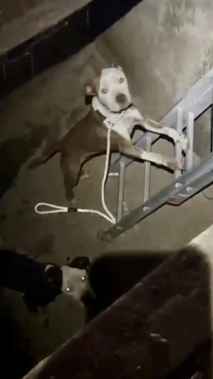 Dois cachorros pit bull abandonados