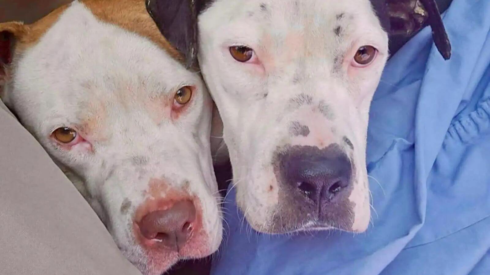 Dois cachorros pit bull abandonados