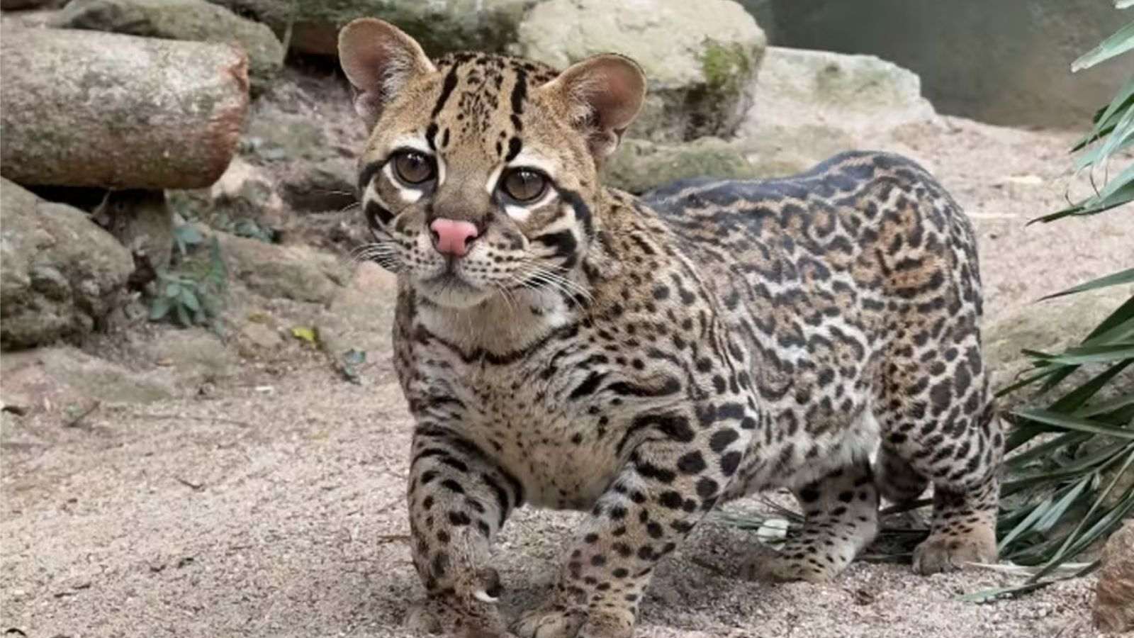 Jaguatirica Esmeralda no zoo de Itatiba