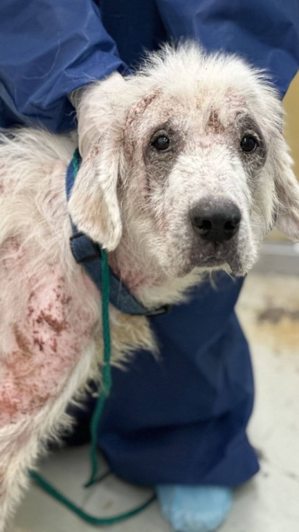 Esse cachorro estava doente e perdendo as esperanças - até que as pessoas certas chegaram