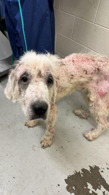 Esse cachorro estava doente e perdendo as esperanças - até que as pessoas certas chegaram