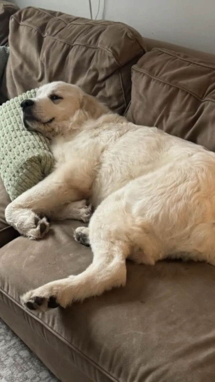 Esse cachorro estava doente e perdendo as esperanças - até que as pessoas certas chegaram