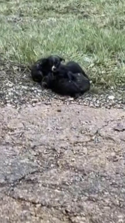 filhotes abandonados na chuva