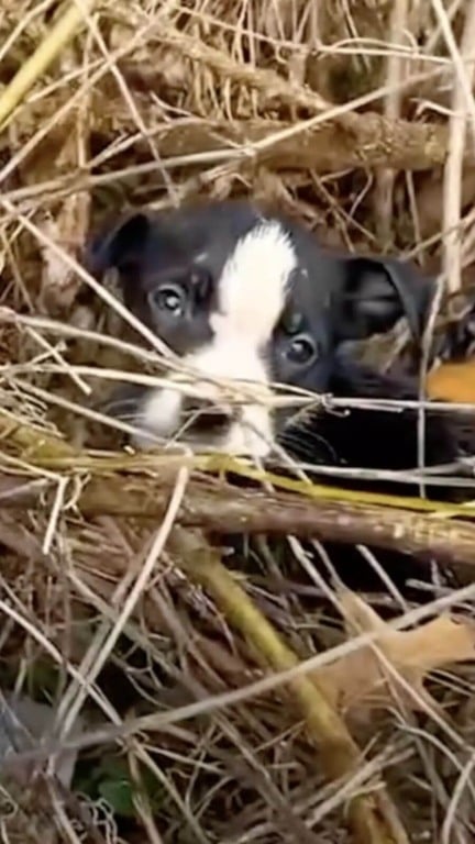 filhotes abandonados na chuva