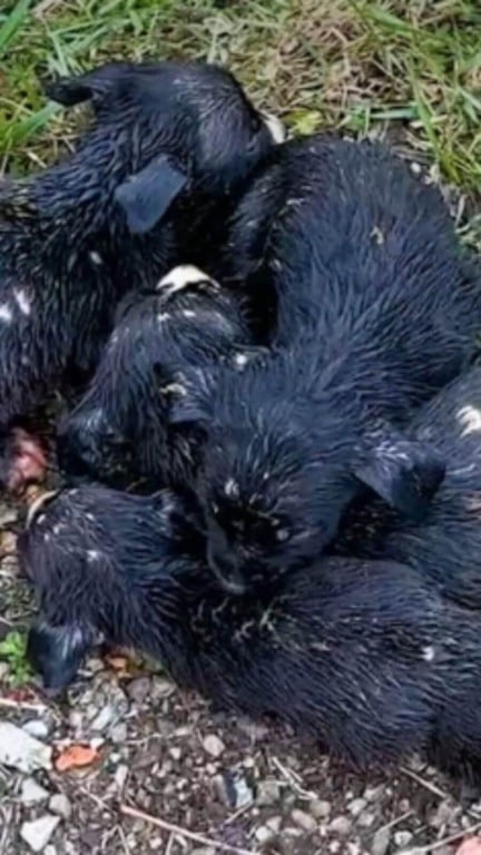 filhotes abandonados na chuva