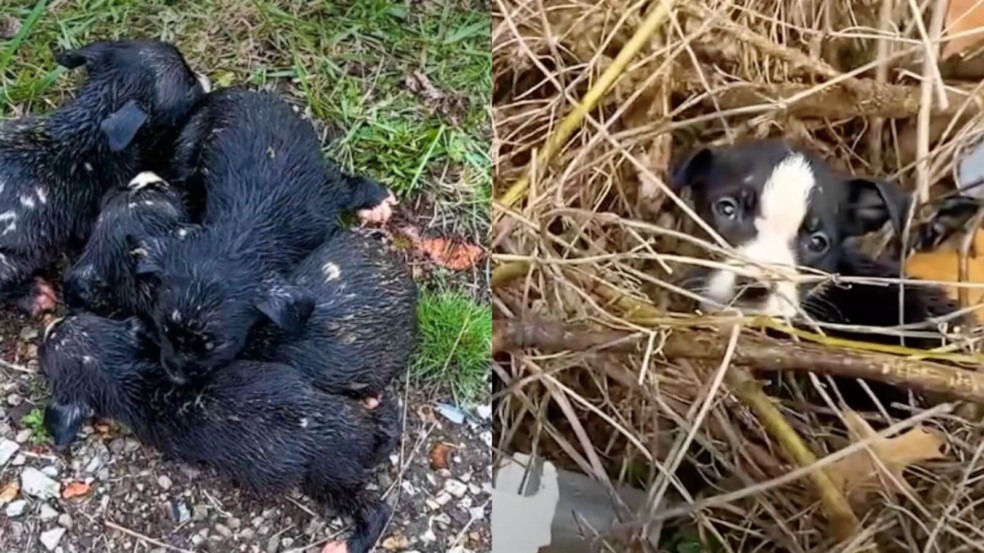 filhotes abandonados na chuva filhotes abandonados na chuva