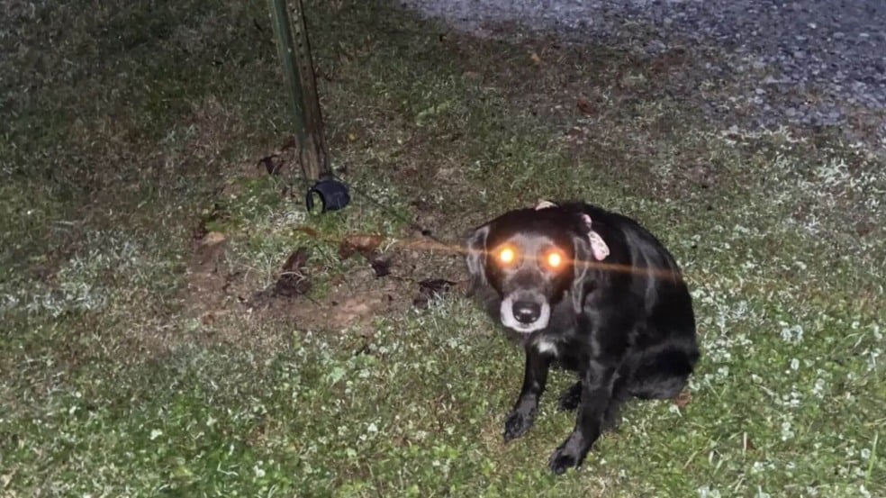 Cachorro abandonado amarrado a placa