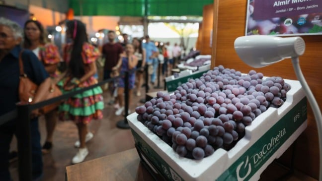 Uvas da Festa da Uva