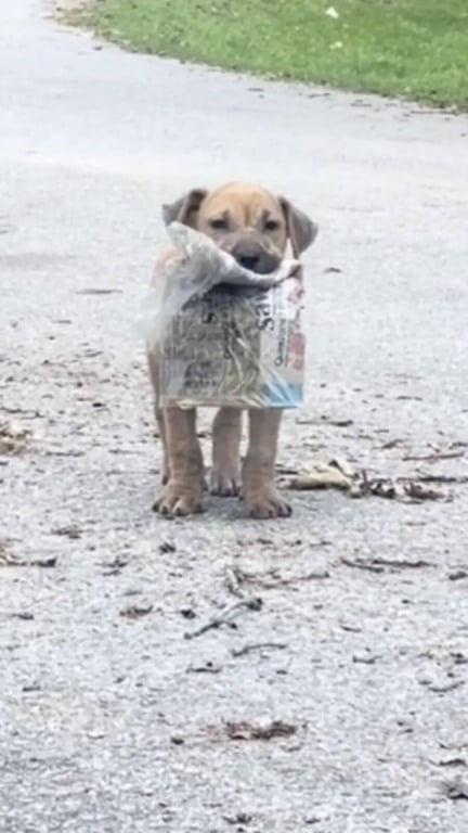 Filhote de cachorro abandonado mostra orgulhosamente seu jornalzinho para todos na rua