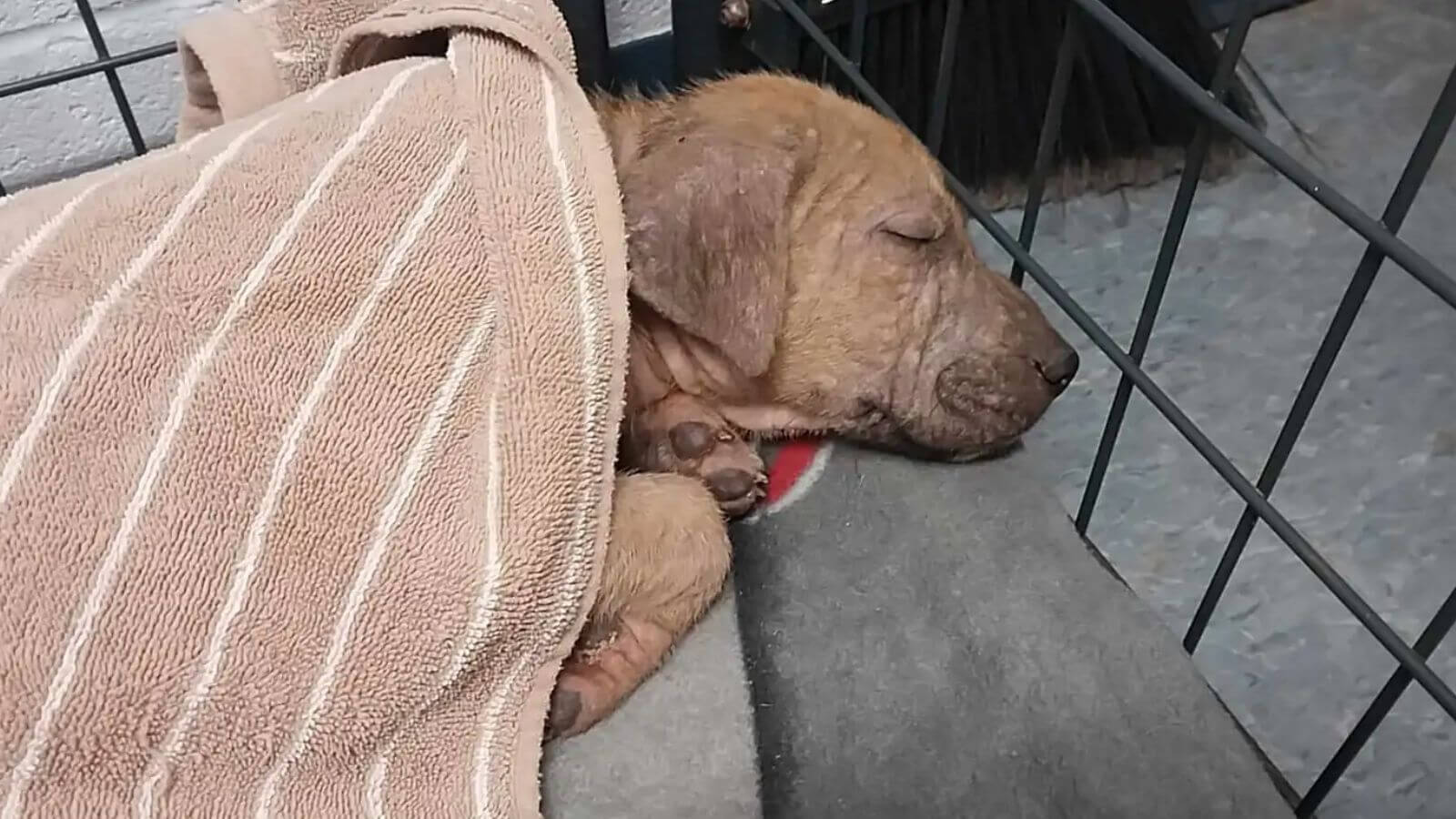 Filhote de cachorro abandonado mostra orgulhosamente seu jornalzinho para todos na rua