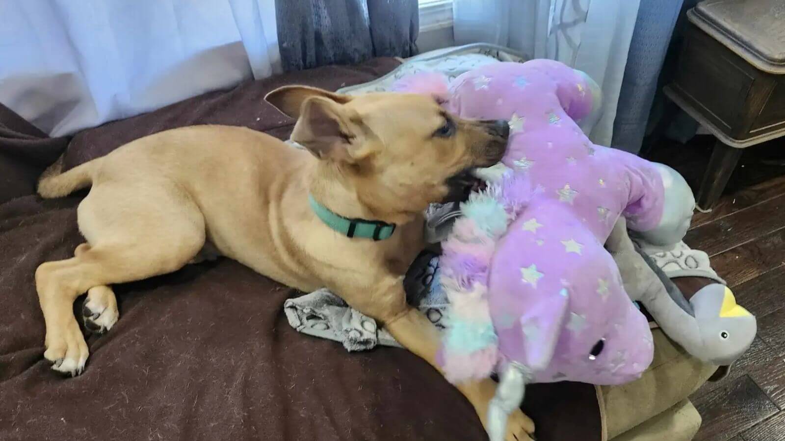 Filhote de cachorro abandonado mostra orgulhosamente seu jornalzinho para todos na rua