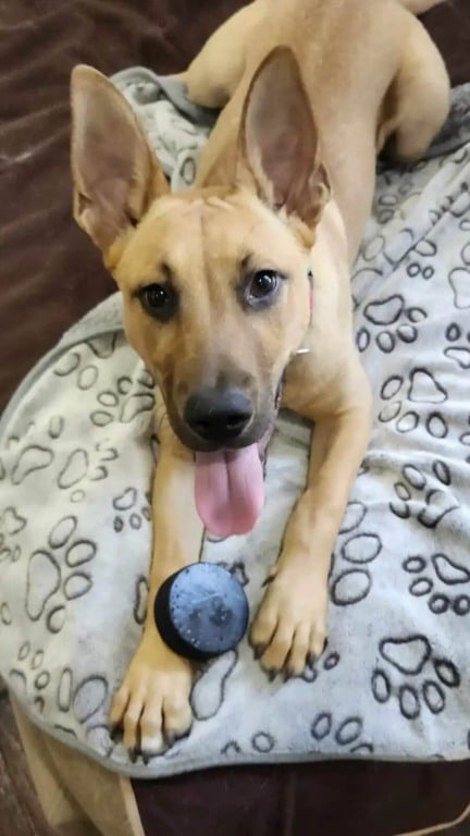 Filhote de cachorro abandonado mostra orgulhosamente seu jornalzinho para todos na rua