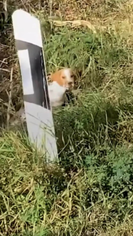 Homem resgata filhote de cachorro abandonado na beira da estrada