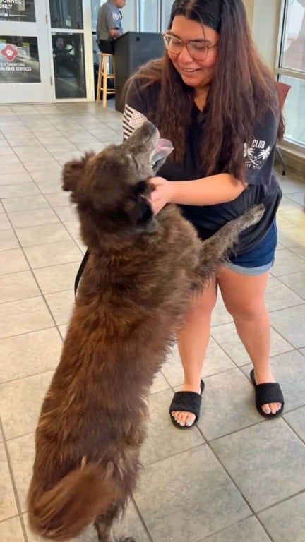 Cachorro perdido reencontra tutora